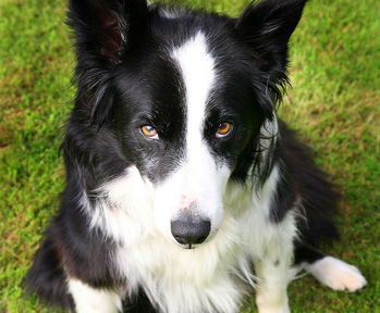 Charlie is a collie cross. 