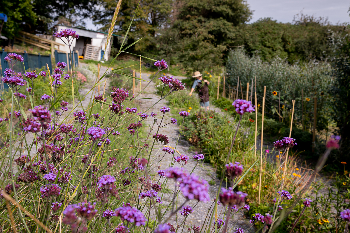 corporate photography ciara o'donnell, maura's cottage flowers