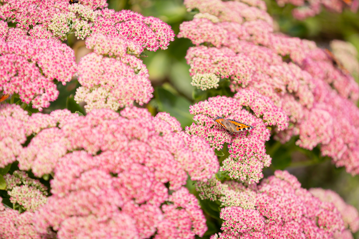 corporate photography ciara o'donnell, maura's cottage flowers