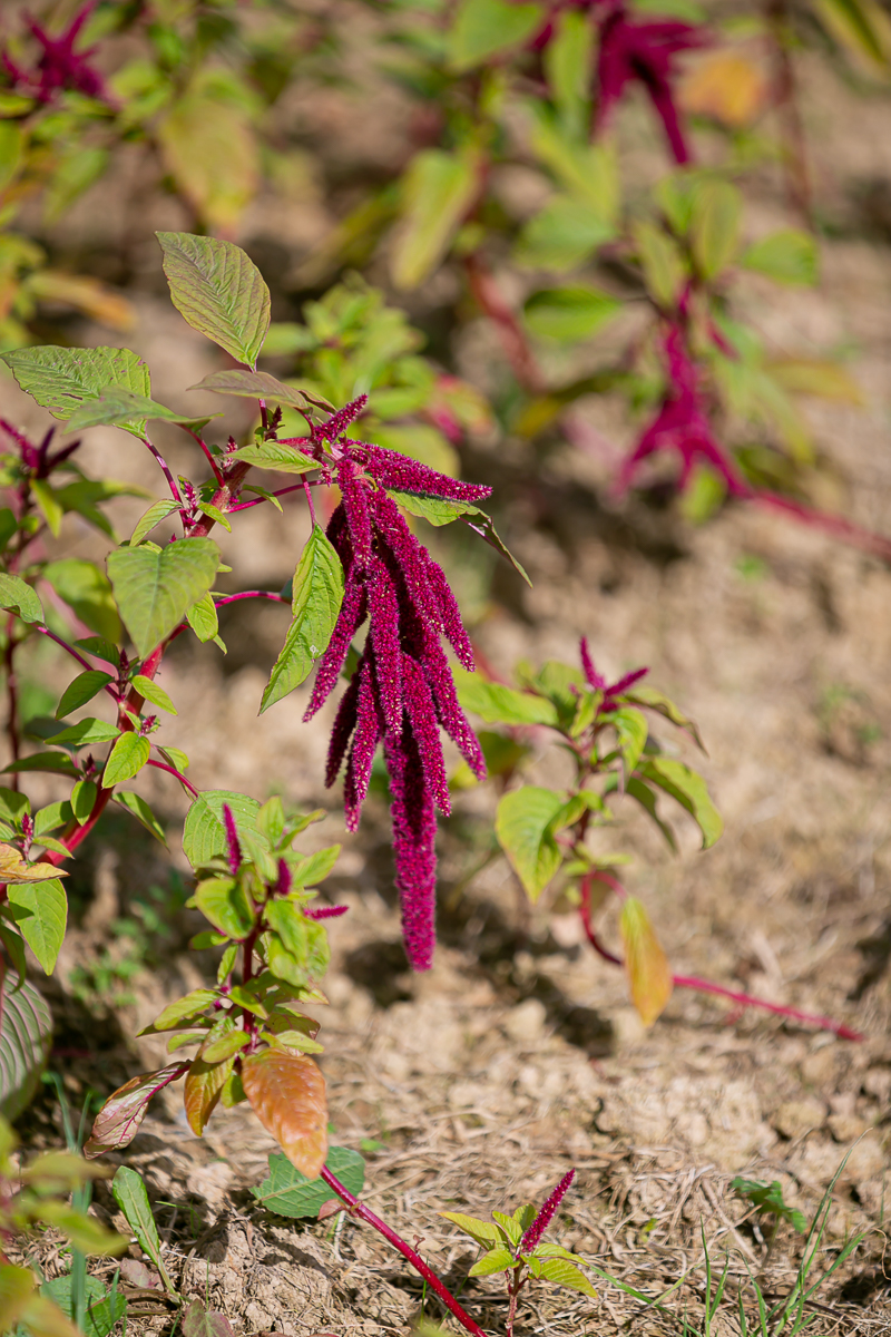 corporate photography ciara o'donnell, maura's cottage flowers