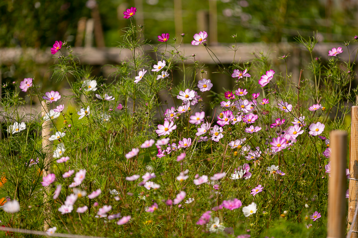 corporate photography ciara o'donnell, maura's cottage flowers