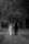 Black and white shot of bride and groom walking away from camera with trees on either side of the path at Dromquinna Manor.