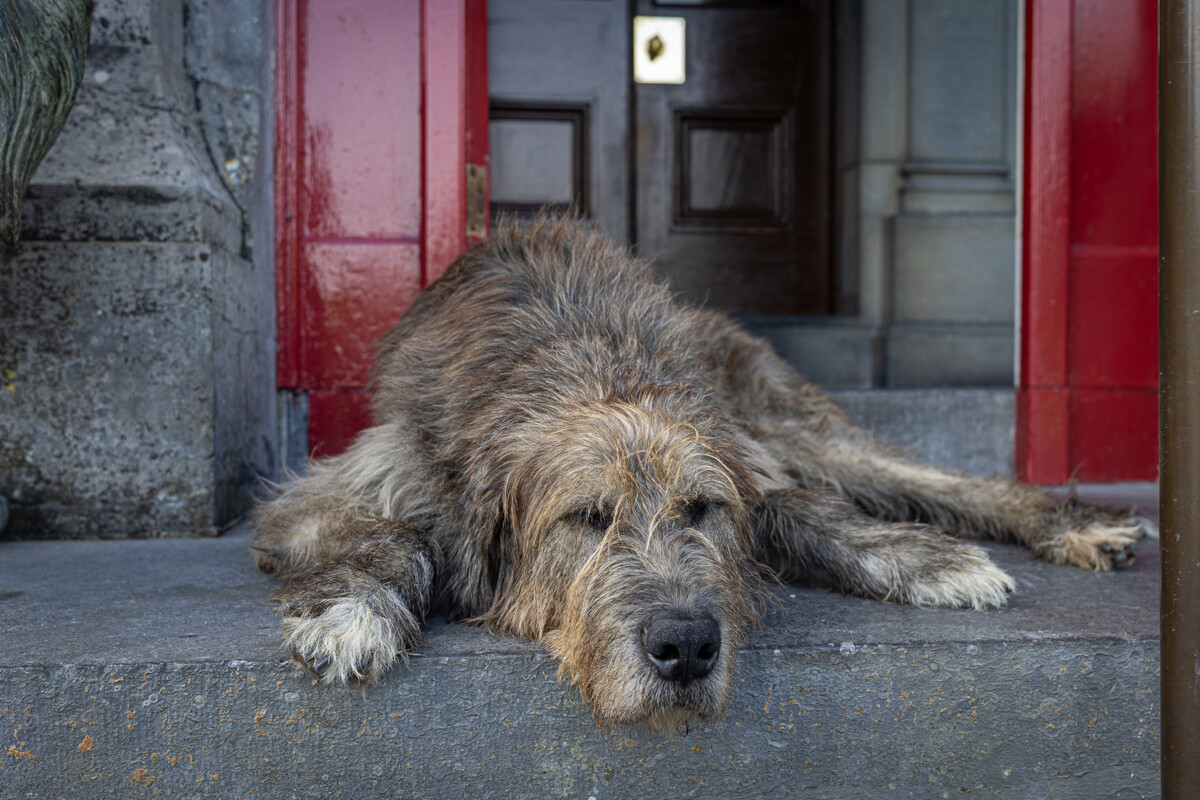 Close up picture of an Irish wolfhound sleeping soundly on the steps of Ballyseede Castle Hotel, Tralee.
